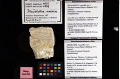 Foto (Objket + Etiketten) von Discutiolira moesica (Muţiu & Bădăluţă, 1971) 